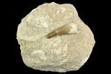 Fossil Plesiosaur (Zarafasaura) Tooth - Morocco #121751-1